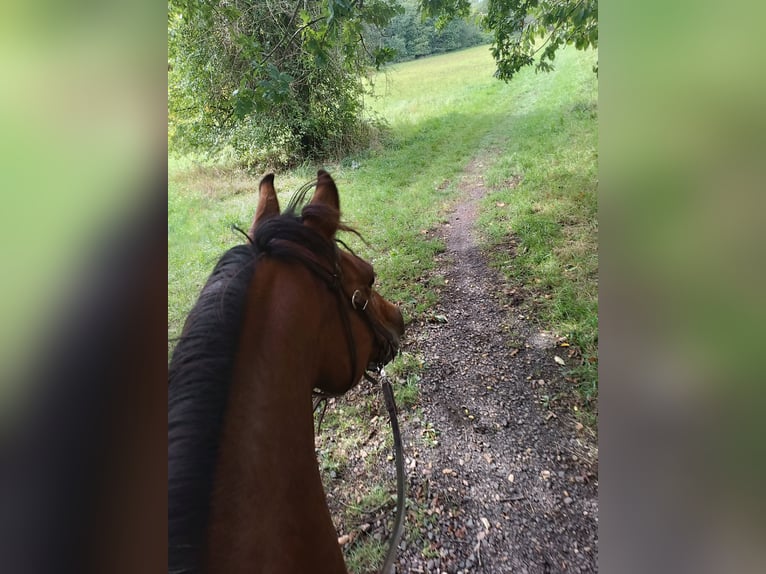 Arabisches Partbred Mix Stute 10 Jahre 150 cm Brauner in Lebach