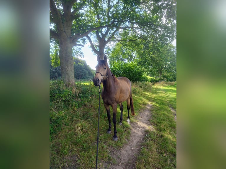 Arabisches Partbred Stute 10 Jahre 150 cm Buckskin in Malente