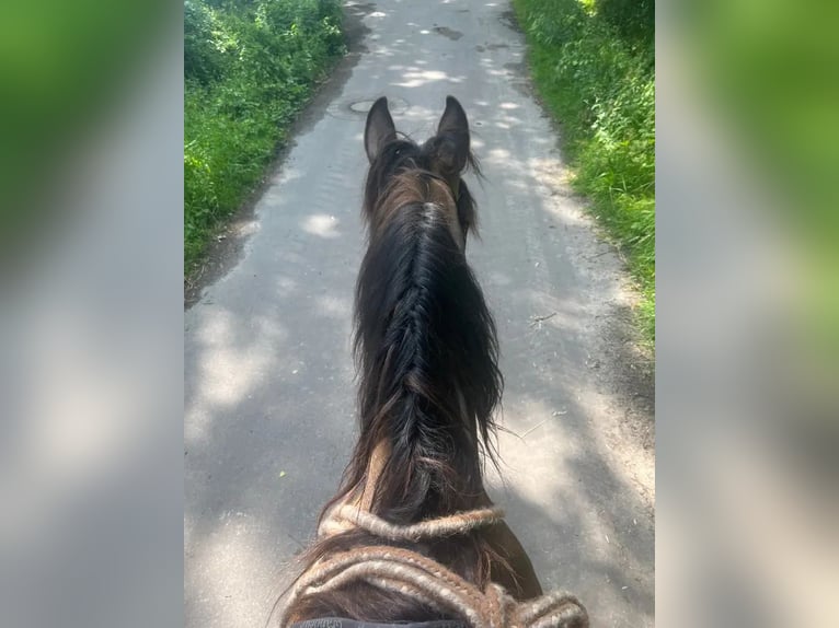 Arabisches Partbred Stute 10 Jahre 154 cm Buckskin in Malente