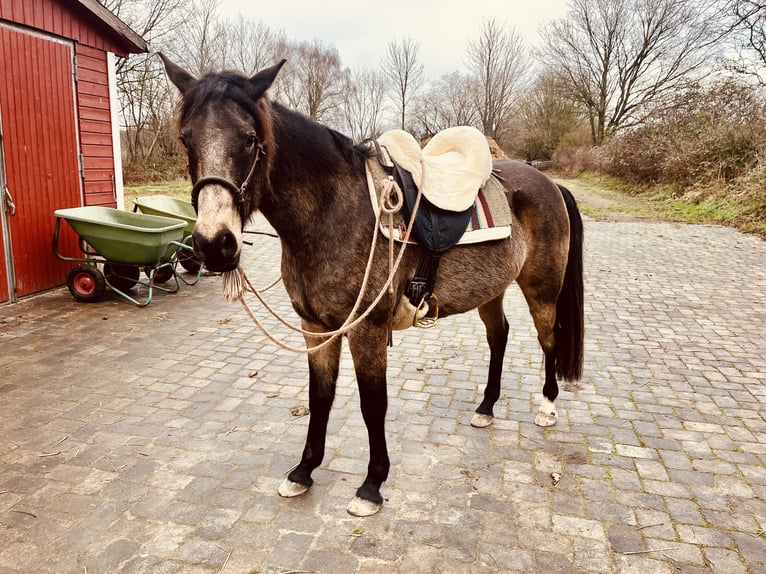 Arabisches Partbred Stute 10 Jahre 155 cm Buckskin in Malente