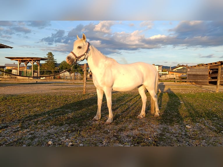 Arabisches Partbred Stute 11 Jahre 135 cm White in Ljubljana