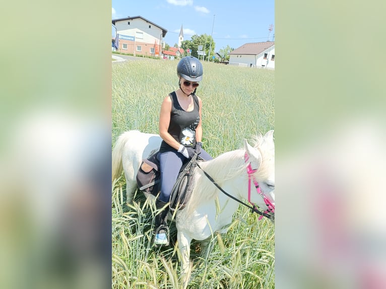 Arabisches Partbred Stute 11 Jahre 135 cm White in Ljubljana
