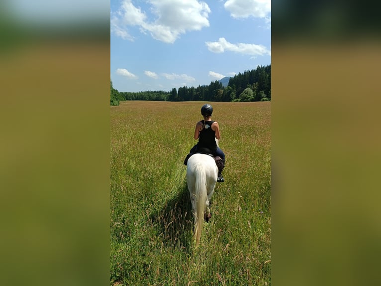 Arabisches Partbred Stute 11 Jahre 135 cm White in Ljubljana