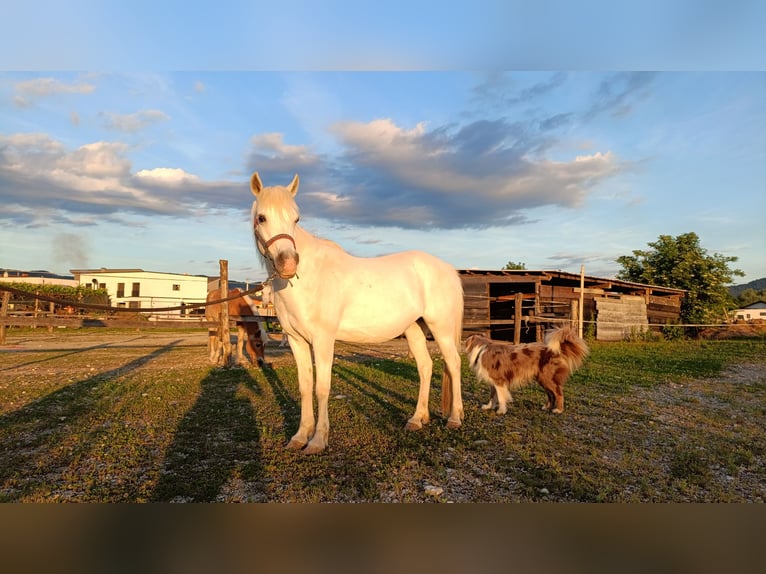 Arabisches Partbred Stute 11 Jahre 135 cm White in Ljubljana