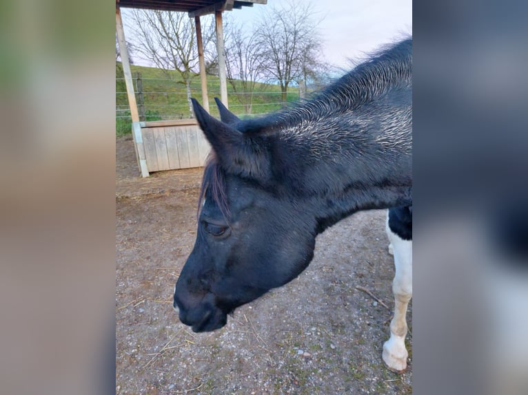 Arabisches Partbred Stute 11 Jahre  in Neuhofen an der Krems