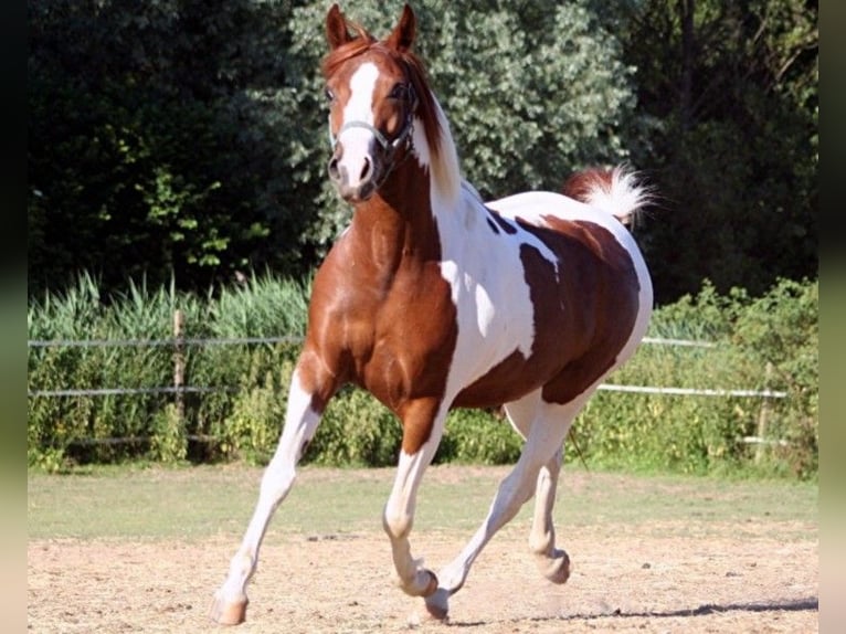 Arabisches Partbred Stute 12 Jahre 150 cm Tobiano-alle-Farben in Kraichtal