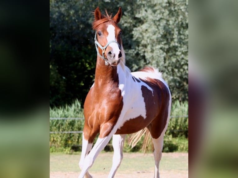 Arabisches Partbred Stute 12 Jahre 150 cm Tobiano-alle-Farben in Kraichtal