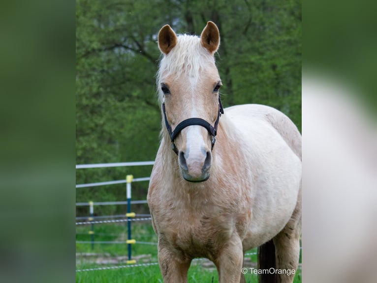 Arabisches Partbred Stute 12 Jahre 152 cm Palomino in Lauenau Lauenau