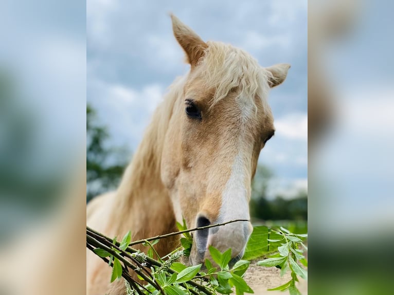 Arabisches Partbred Stute 12 Jahre 152 cm Palomino in Lauenau Lauenau