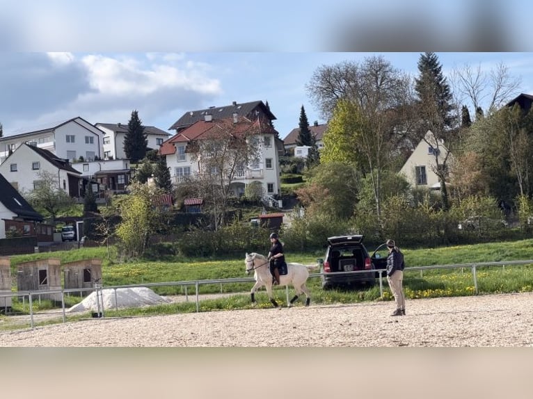 Arabisches Partbred Stute 12 Jahre 164 cm Fliegenschimmel in Mainburg