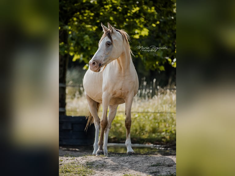 Arabisches Partbred Stute 13 Jahre 148 cm Champagne in Beaumont-Pied-de-Buf