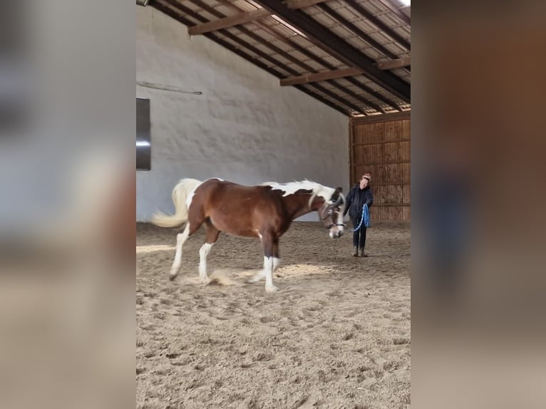 Arabisches Partbred Stute 13 Jahre 149 cm Schecke in Einbeck