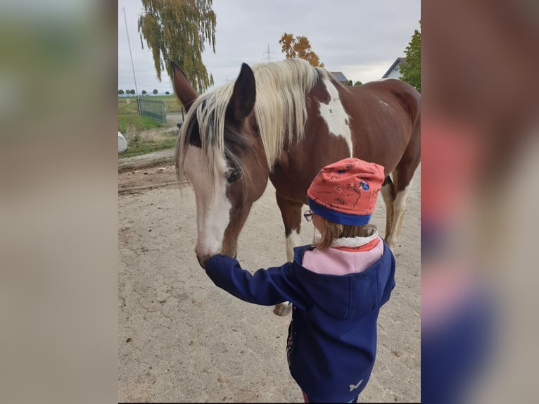 Arabisches Partbred Stute 13 Jahre 149 cm Schecke in Einbeck