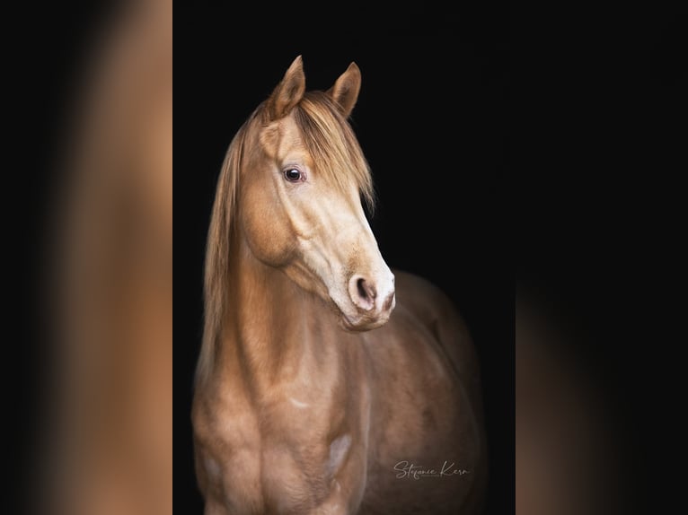 Arabisches Partbred Stute 13 Jahre 153 cm Champagne in Keutschach