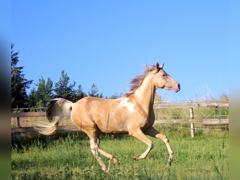 Arabisches Partbred Stute 13 Jahre 153 cm Champagne in Keutschach