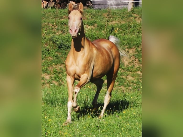 Arabisches Partbred Stute 13 Jahre 153 cm Champagne in Keutschach
