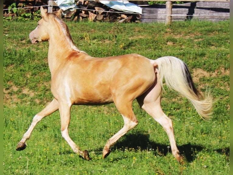 Arabisches Partbred Stute 13 Jahre 153 cm Champagne in Keutschach