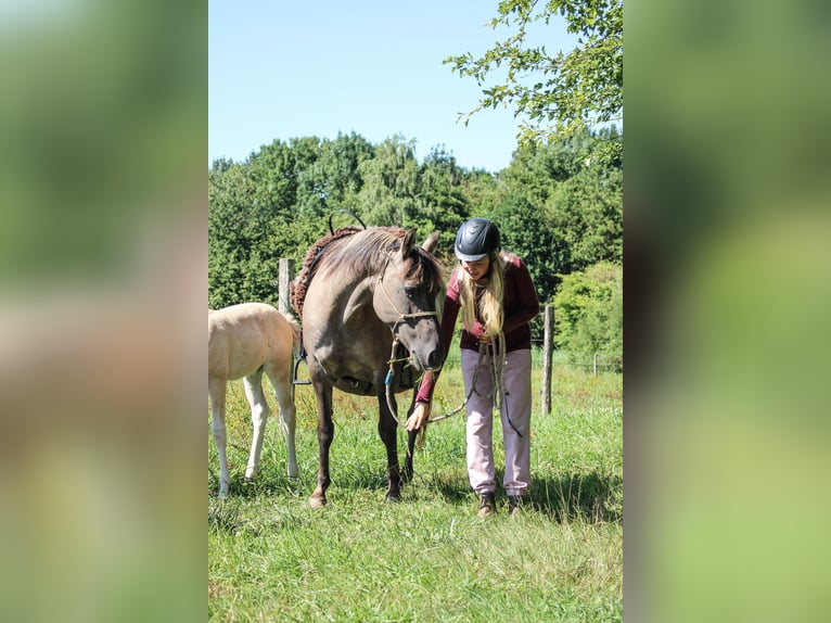 Arabisches Partbred Stute 14 Jahre 138 cm Grullo in Erichem