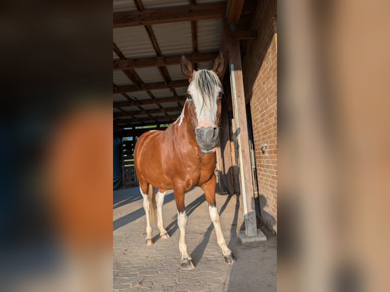 Arabisches Partbred Stute 14 Jahre 153 cm Tobiano-alle-Farben in Einbeck