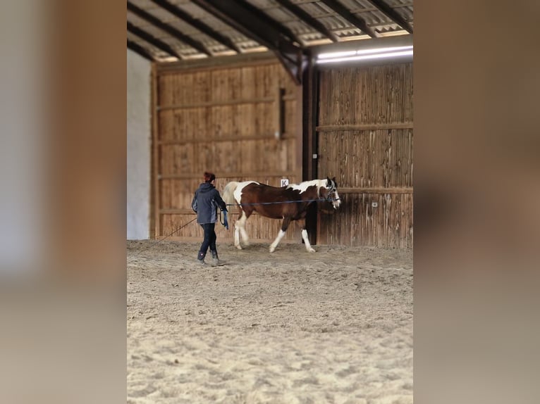 Arabisches Partbred Stute 14 Jahre 153 cm Tobiano-alle-Farben in Einbeck
