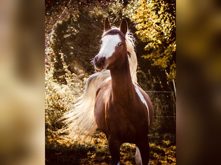 Arabisches Partbred Stute 14 Jahre 153 cm Tobiano-alle-Farben in Einbeck
