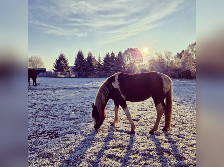 Arabisches Partbred Stute 14 Jahre 153 cm Tobiano-alle-Farben in Einbeck