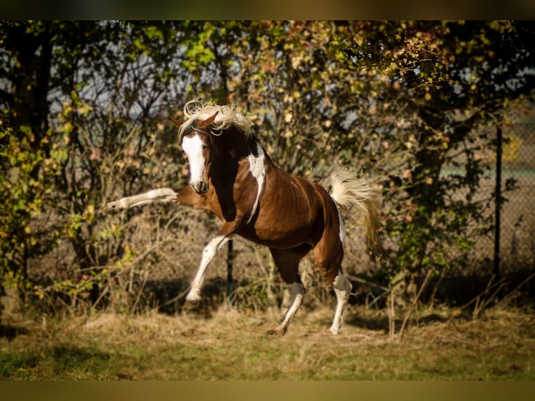 Arabisches Partbred Stute 14 Jahre 153 cm Tobiano-alle-Farben in Einbeck