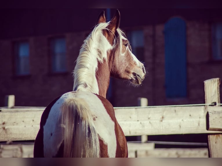 Arabisches Partbred Stute 14 Jahre 153 cm Tobiano-alle-Farben in Einbeck