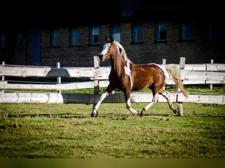 Arabisches Partbred Stute 14 Jahre 153 cm Tobiano-alle-Farben in Einbeck