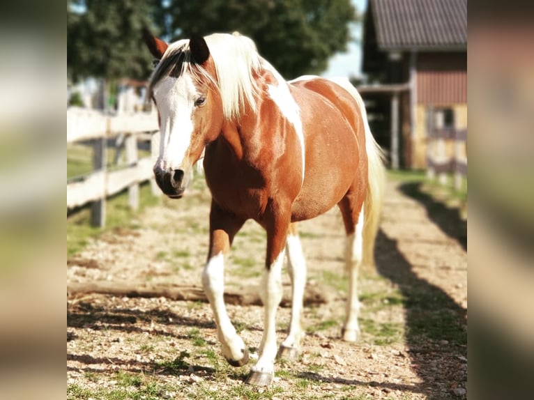 Arabisches Partbred Stute 14 Jahre 153 cm Tobiano-alle-Farben in Einbeck
