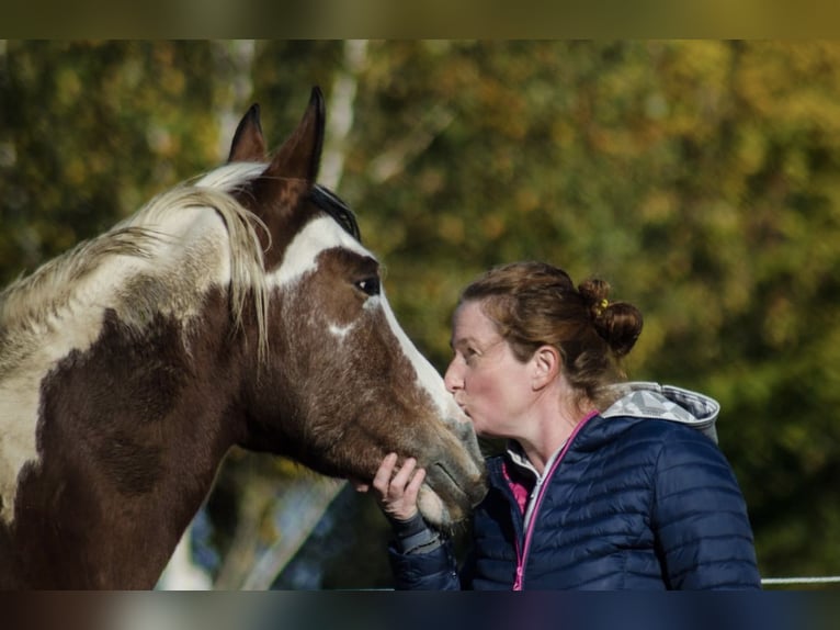 Arabisches Partbred Stute 14 Jahre 153 cm Tobiano-alle-Farben in Einbeck