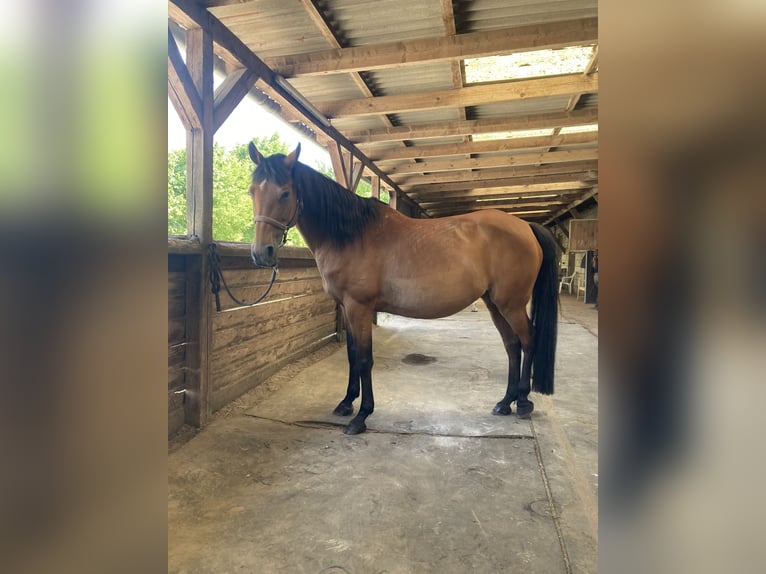 Arabisches Partbred Stute 14 Jahre 156 cm Brauner in Oberkrämer
