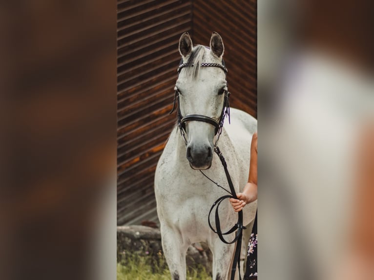 Arabisches Partbred Stute 14 Jahre 158 cm Fliegenschimmel in Atzbach