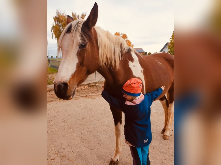 Arabisches Partbred Stute 14 Jahre Tobiano-alle-Farben in Einbeck