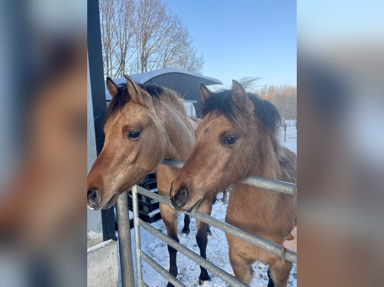 Arabisches Partbred Stute 1 Jahr 145 cm Falbe in Erichem
