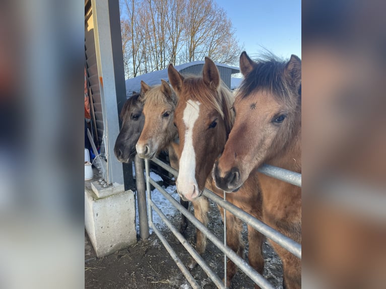 Arabisches Partbred Stute 1 Jahr 145 cm Falbe in Erichem