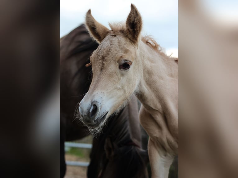 Arabisches Partbred Stute 1 Jahr 145 cm Falbe in Erichem