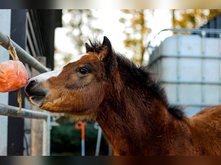 Arabisches Partbred Stute 1 Jahr 145 cm Falbe in Erichem