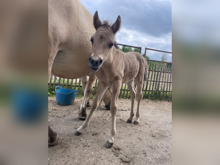 Arabisches Partbred Stute 1 Jahr 145 cm Falbe in Erichem