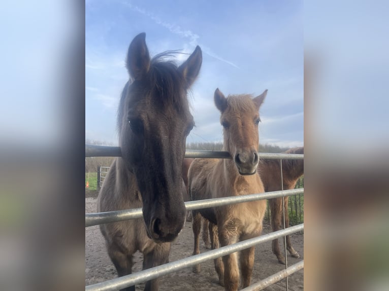 Arabisches Partbred Stute 1 Jahr 145 cm Falbe in Erichem