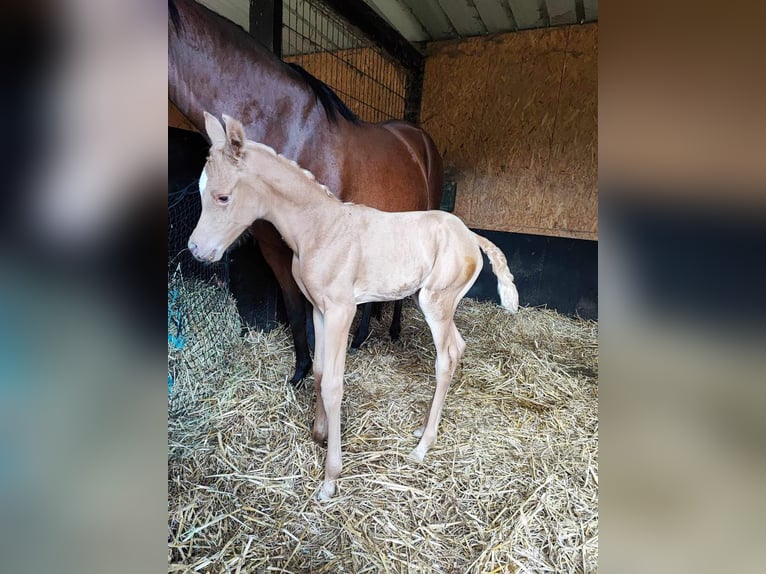 Arabisches Partbred Stute 1 Jahr 148 cm in Renaix