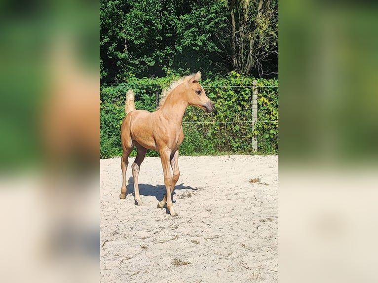 Arabisches Partbred Stute 1 Jahr 148 cm in Renaix