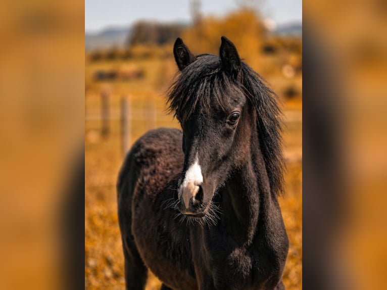 Arabisches Partbred Stute 1 Jahr 150 cm Rappe in Hagendorn