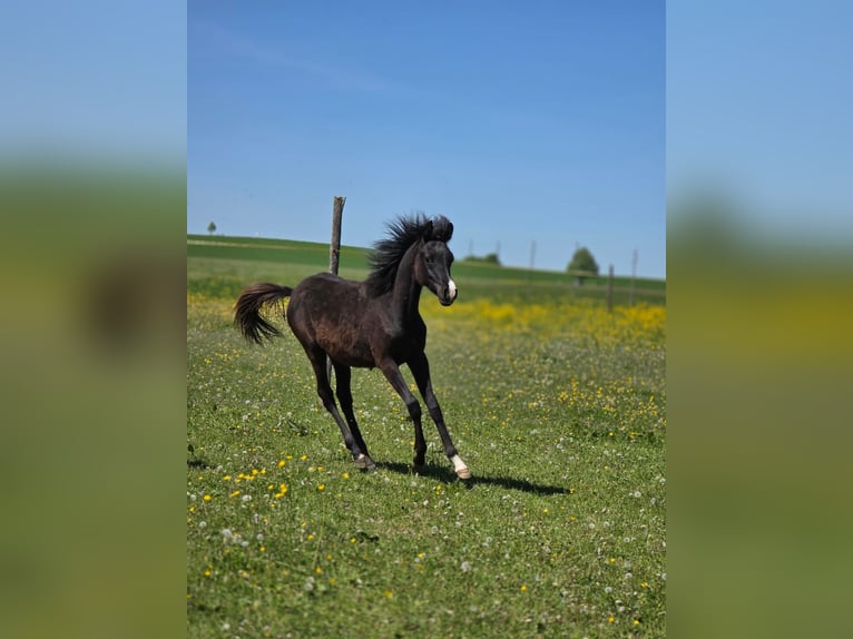 Arabisches Partbred Stute 1 Jahr 150 cm Rappe in Hagendorn