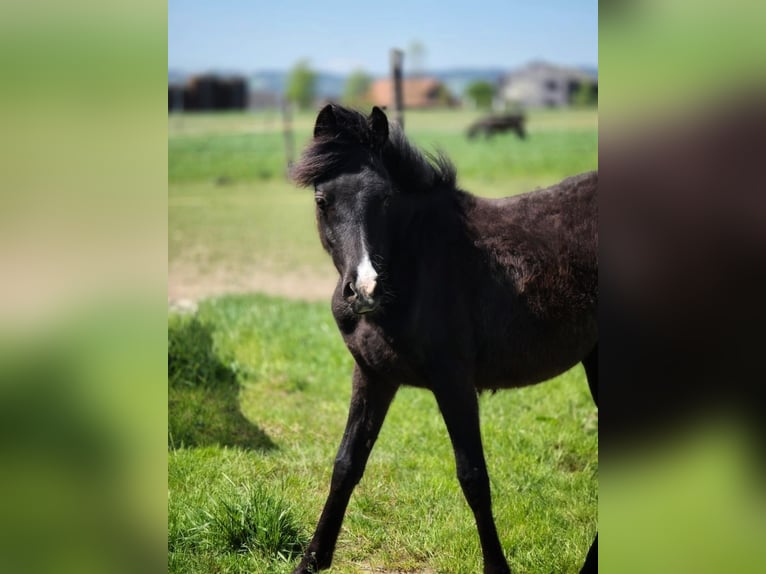 Arabisches Partbred Stute 1 Jahr 150 cm Rappe in Hagendorn