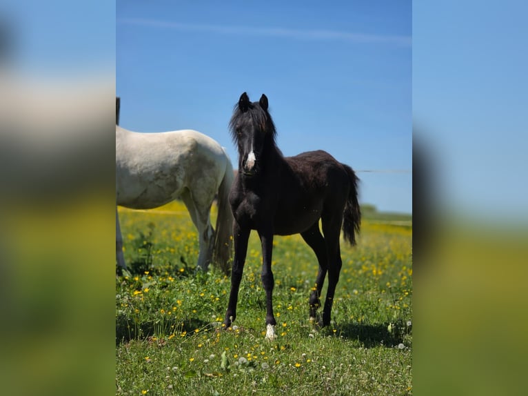 Arabisches Partbred Stute 1 Jahr 150 cm Rappe in Hagendorn