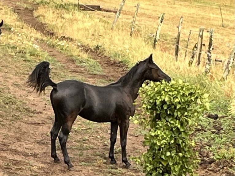 Arabisches Partbred Mix Stute 1 Jahr 152 cm Rappe in VeulenLormes