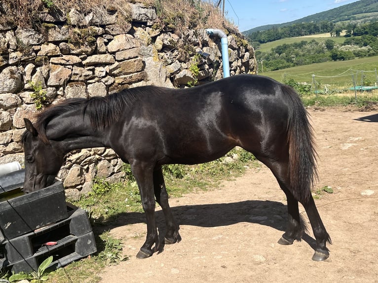 Arabisches Partbred Mix Stute 1 Jahr 152 cm Rappe in VeulenLormes