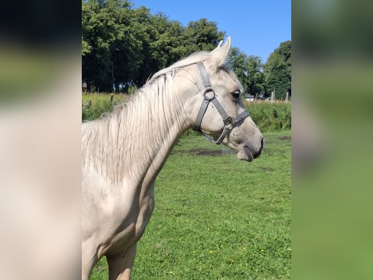 Arabisches Partbred Stute 1 Jahr 153 cm Fuchs in L&#xF6;wenberger Land