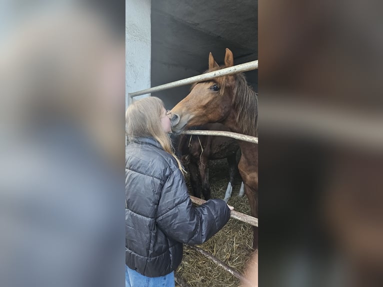 Arabisches Partbred Stute 1 Jahr 153 cm Fuchs in Obersimten
